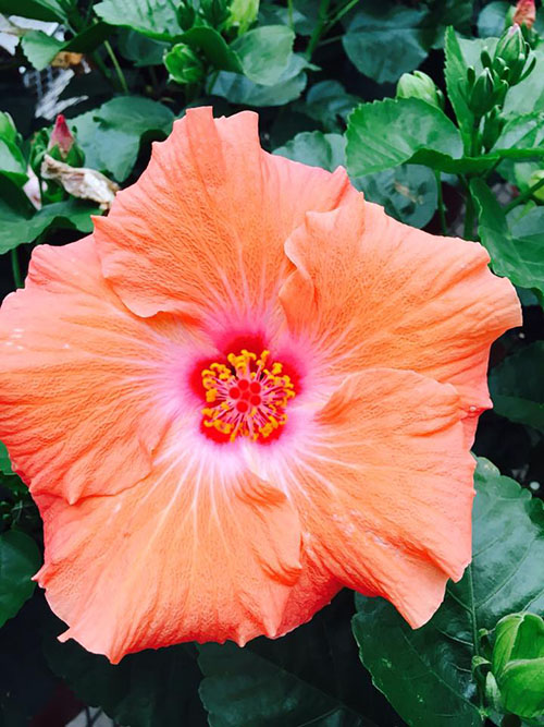beautiful orange flower