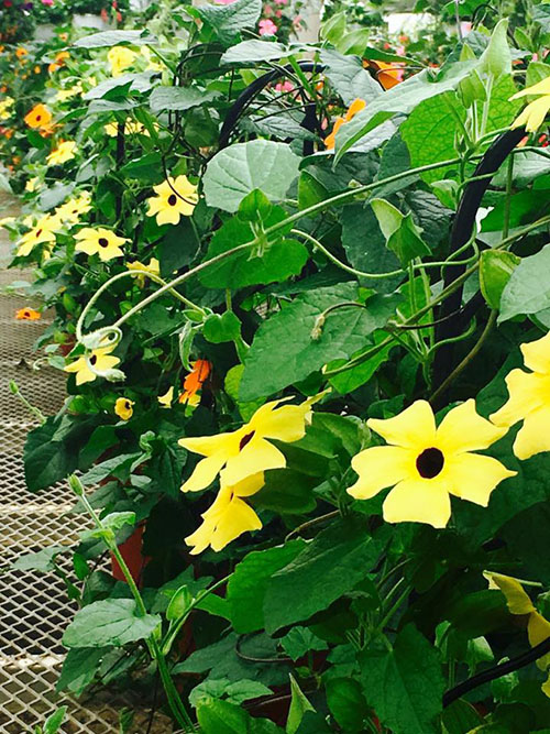 beautiful yellow flowers