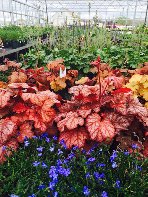 beautiful orange flowers