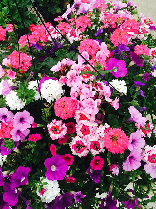 beautiful hanging baskets