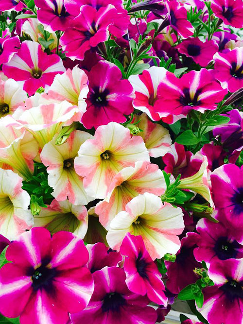 colorful petunias